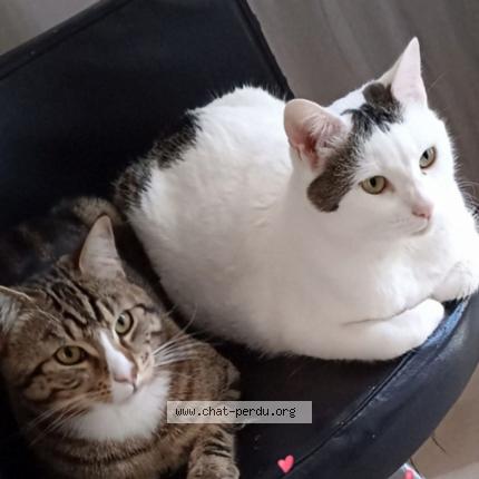 Photo 1/1 Cat reunited Lost in Draguignan