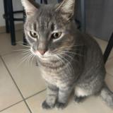 Picture of cat lost at Cavalaire