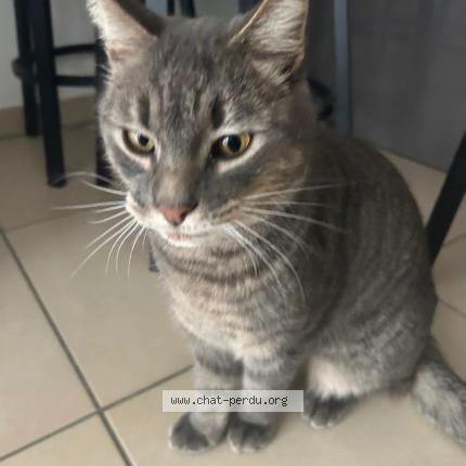 Photo 1/5 TIGROU Chat lost in Cavalaire