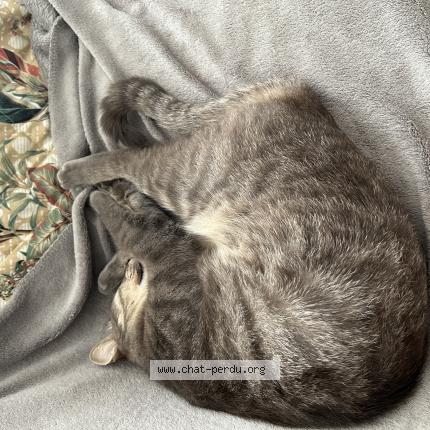 Photo 2/5 TIGROU Chat lost in Cavalaire