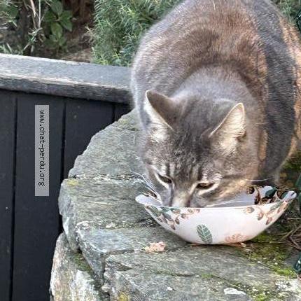 Photo 3/5 TIGROU Chat lost in Cavalaire