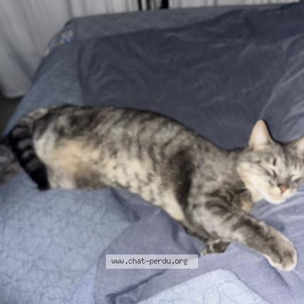 Photo 5/5 TIGROU Chat lost in Cavalaire