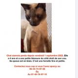 Picture of cat lost at Saint Maurice L Exil