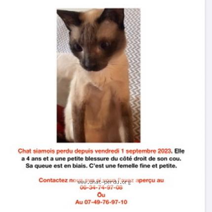 Photo 1/1 Minoucha Chat lost in Saint maurice l exil