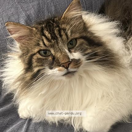 Photo 1/1 Found cat Found in Cavalaire