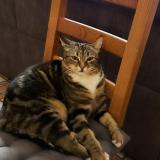 Picture of cat lost at Le Cannet Des Maures