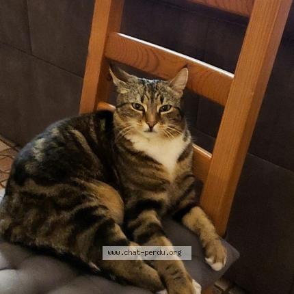 Photo 1/1 Luna Chat lost in Le cannet des maures