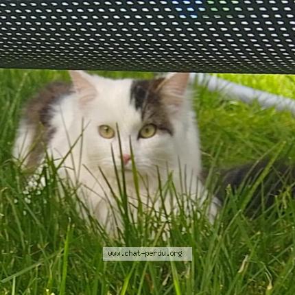Foto 1/1 Kat teruggevonden Vermist in Basecles 7971