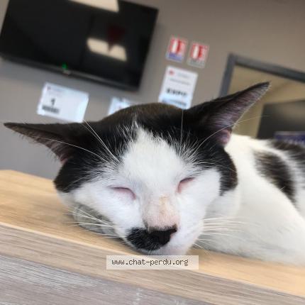 Photo 1/1 Chacha Chat lost in Romilly sur seine