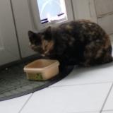 Picture of cat found at Saint Didier En Velay