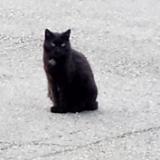 Picture of cat lost at Gareoult