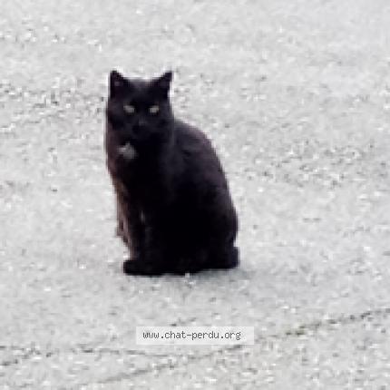 Photo 1/1 MAXOU Chat lost in Gareoult