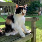 Picture of cat lost at Baignes Ste Radegonde