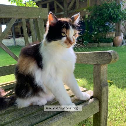 Photo 1/1 mimine Chat lost in Baignes ste radegonde