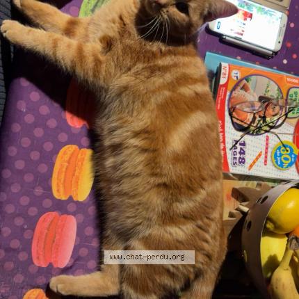 Photo 1/1 Caramel Chat lost in Marnaz