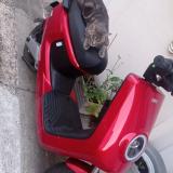 Picture of cat lost at Suresnes