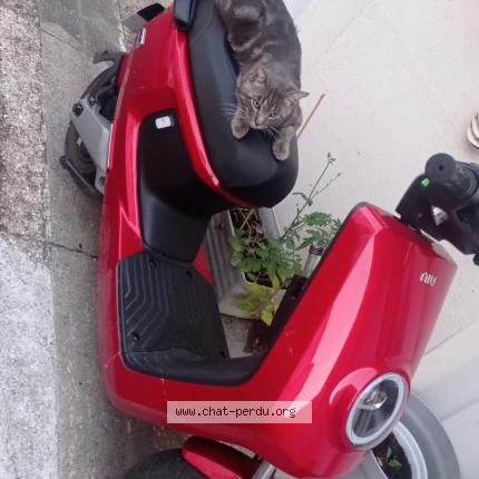 Photo 1/1 L&eacute;o Chat lost in Suresnes