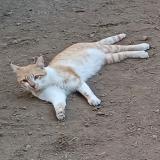 Picture of cat lost at Lieu Dit Auteroche Villossanges
