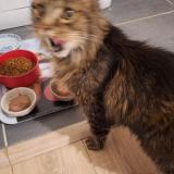 Picture of cat lost at Chartres