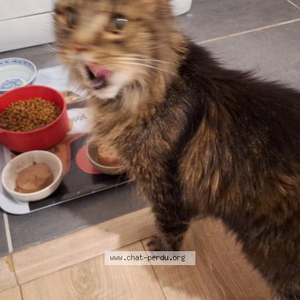 Photo 1/1 CRAPULE Chat lost in Chartres