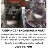 Photo of a cat found in Caracas La Plaza Candelaria