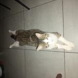 Picture of cat lost at Montpellier