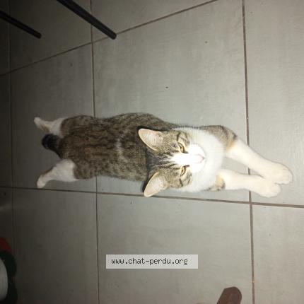 Photo 1/1 Cat reunited Lost in Montpellier