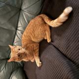 Picture of cat found at Planches