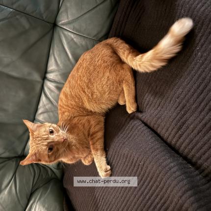 Photo 1/1 Found cat Found in Planches