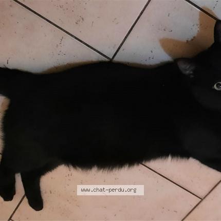 Foto van vermiste kat in Bruxelles
