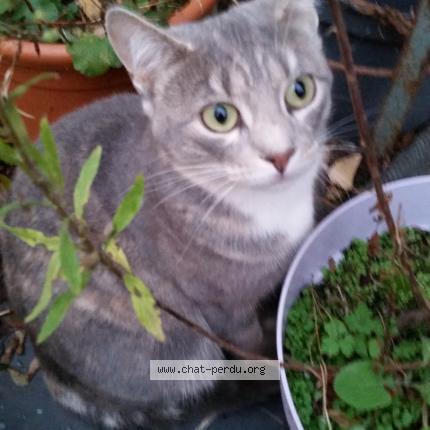 Foto van vermiste kat in Laeken Bruxelles Ville