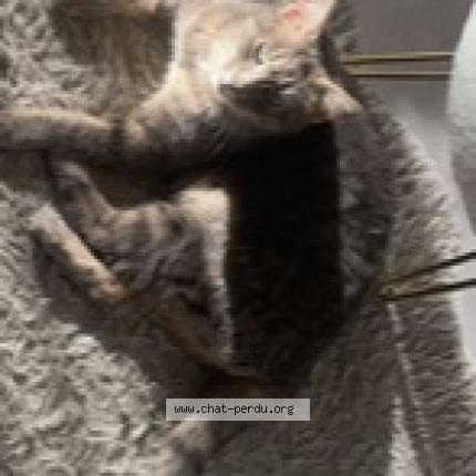 Photo 1/1 leya Chat lost in Le havre