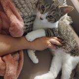 Picture of cat lost at Sceaux