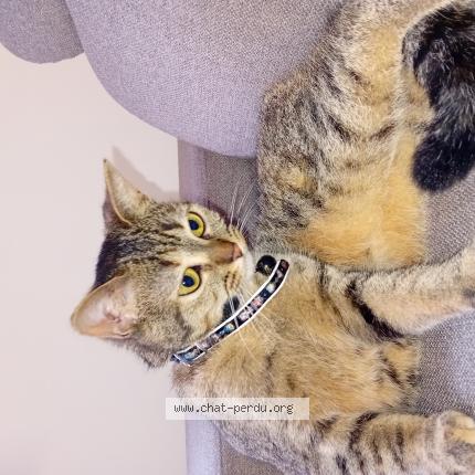 Photo 1/1 Cat reunited Lost in Valenciennes