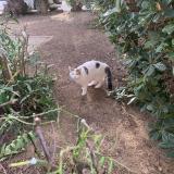 Picture of cat lost at Le Lavandou