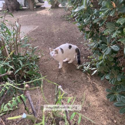 Photo 1/1 SNOW Chat lost in Le lavandou