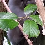 Picture of cat found at Foussais Payre