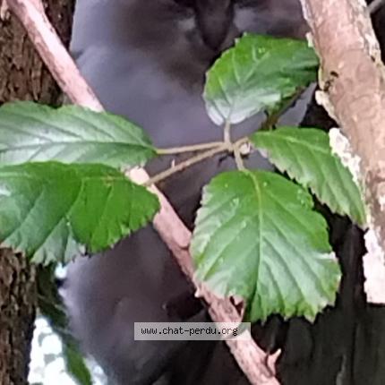 Photo 1/3 Found cat Found in Foussais payre