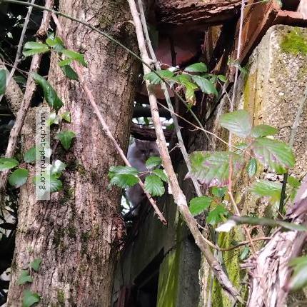 Photo 2/3 Found cat Found in Foussais payre