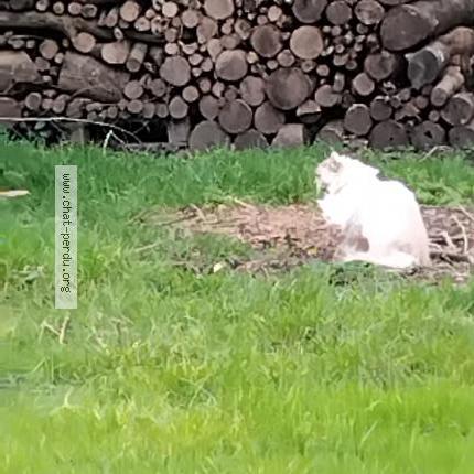 Photo 3/3 Found cat Found in Foussais payre