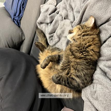 Photo 1/1 Mufa Chat lost in La chapelle de surieu