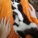 Picture of cat lost at La Mothe Achard