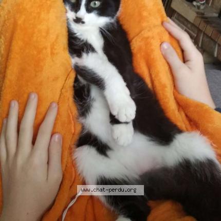 Photo 1/1 Félix Chat lost in La mothe achard