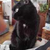 Picture of cat found at Courcelles