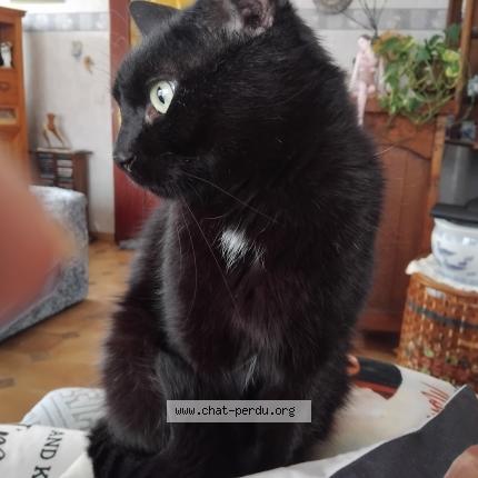 Photo 1/1 Found cat Found in Courcelles