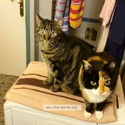 Photo 1/1 Smarties Chat lost in St etienne du rouvray