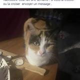 Picture of cat lost at Montpellier