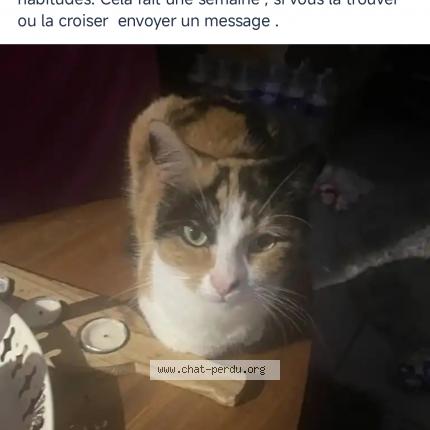 Photo 1/1 Ella Chat lost in Montpellier