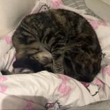 Picture of cat lost at Halluin