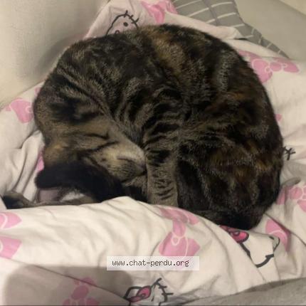 Photo 1/1 Molly Chat lost in Halluin